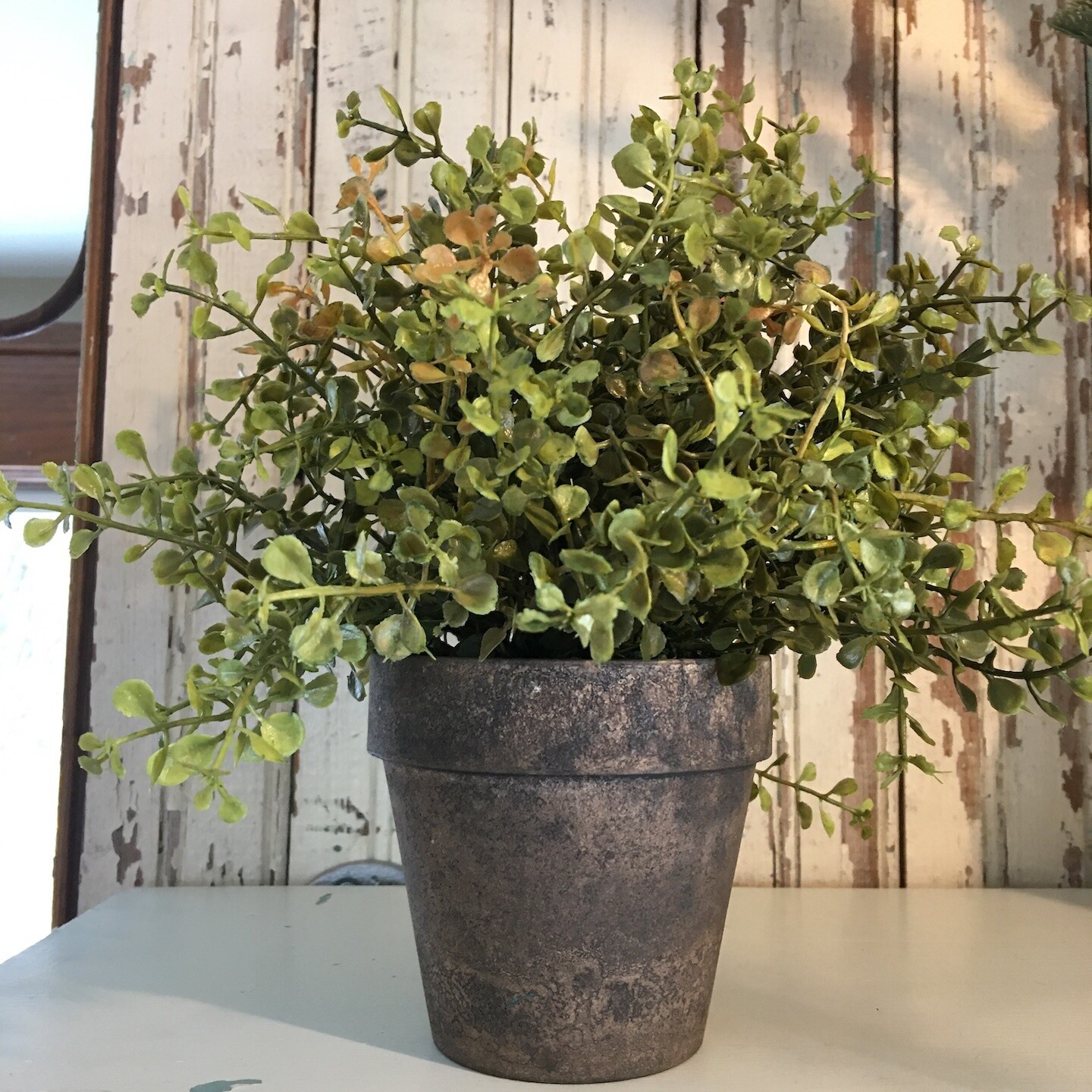 Baby&#39;s Grass Potted Plant