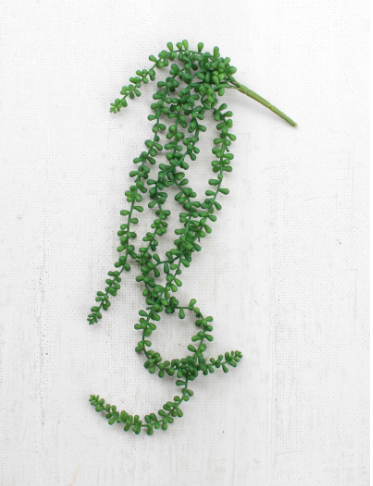 Necklace Fern Succulent