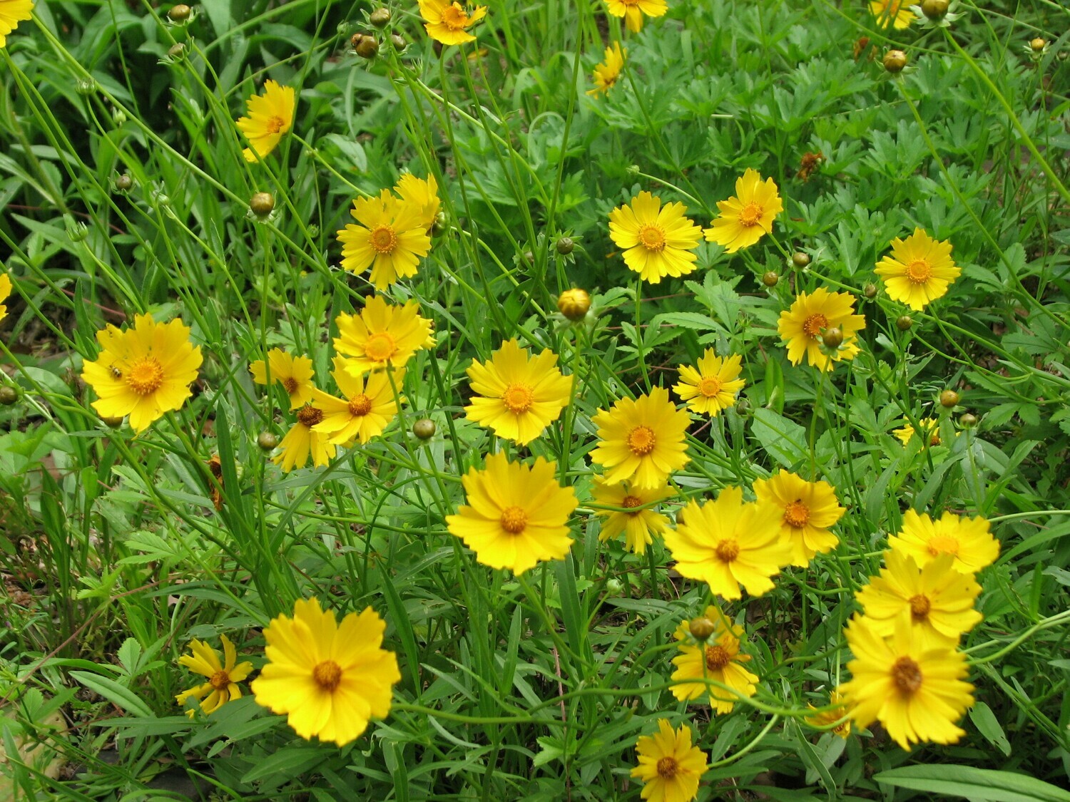 Lanceleaf Coreopsis