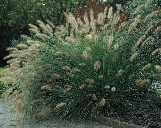 Pennisetum Green Fountain Grass