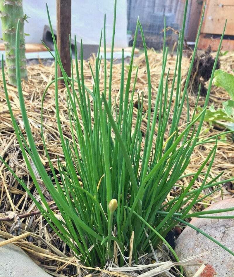 Chives Onion