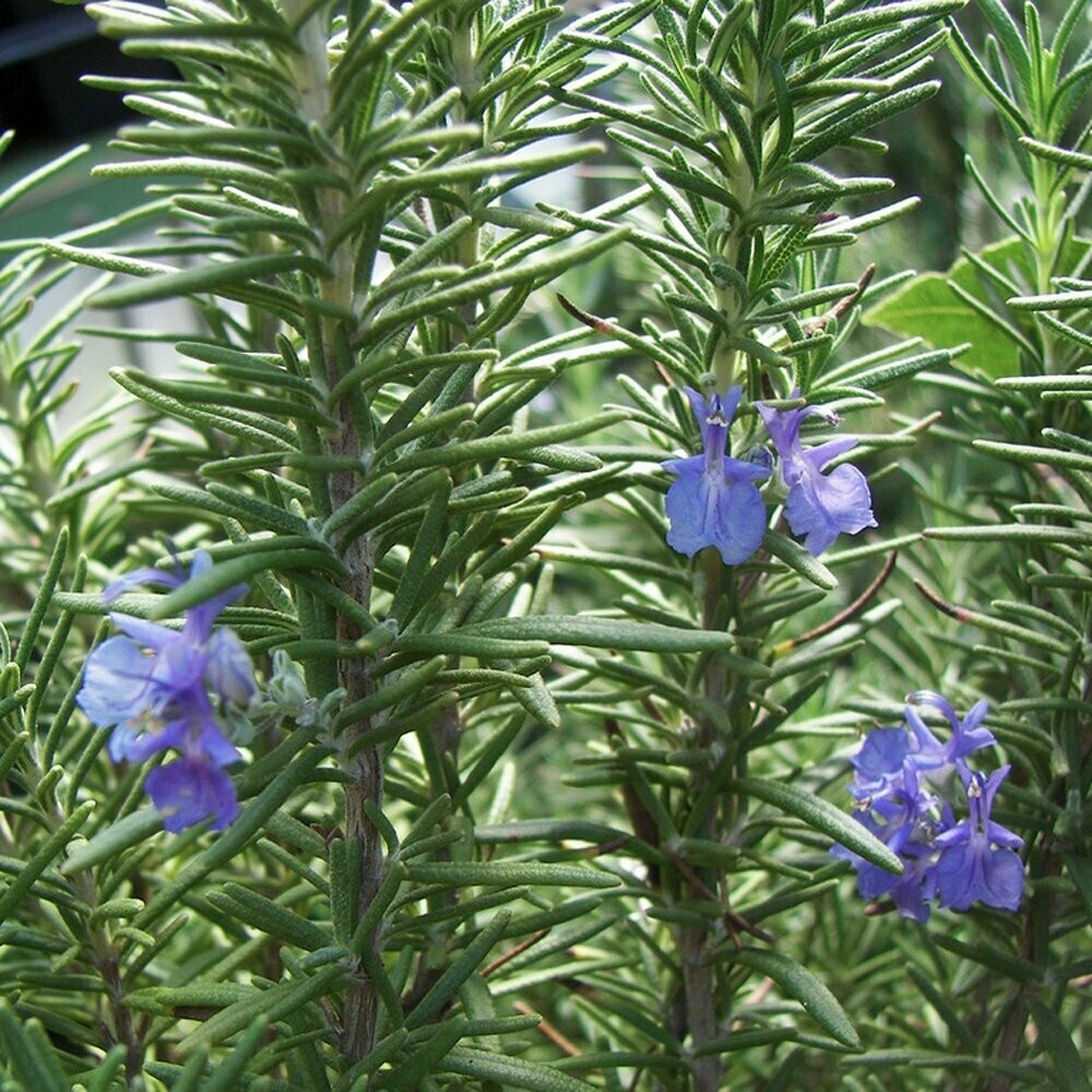 Rosemary Tuscan Blue