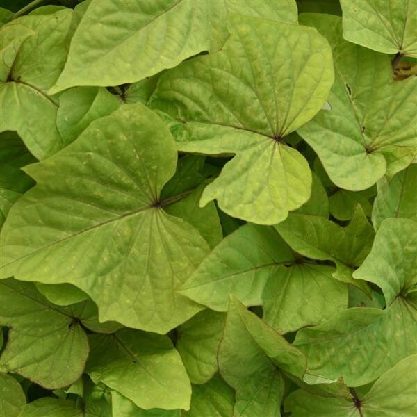 Ipomoea - Solar Power: Lime