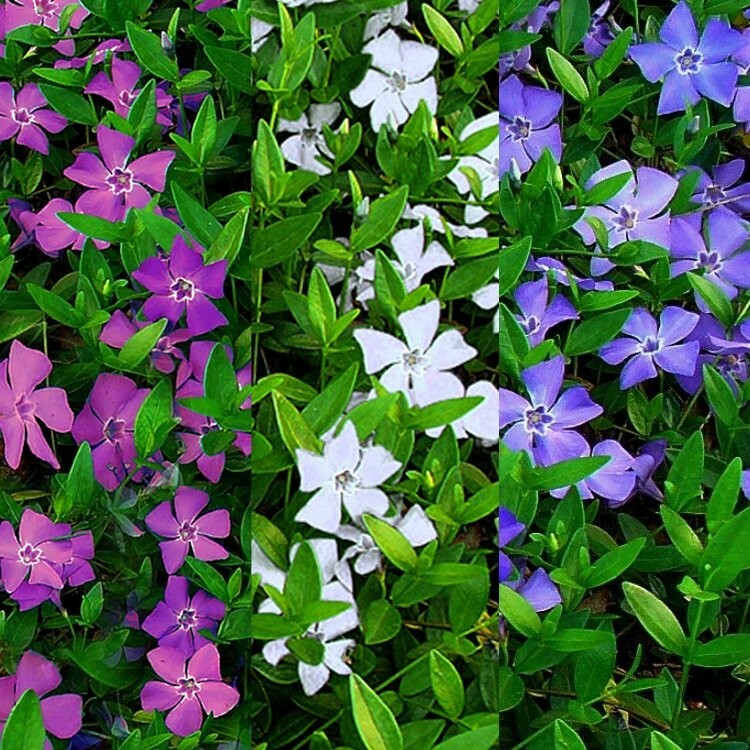 Vinca Vine