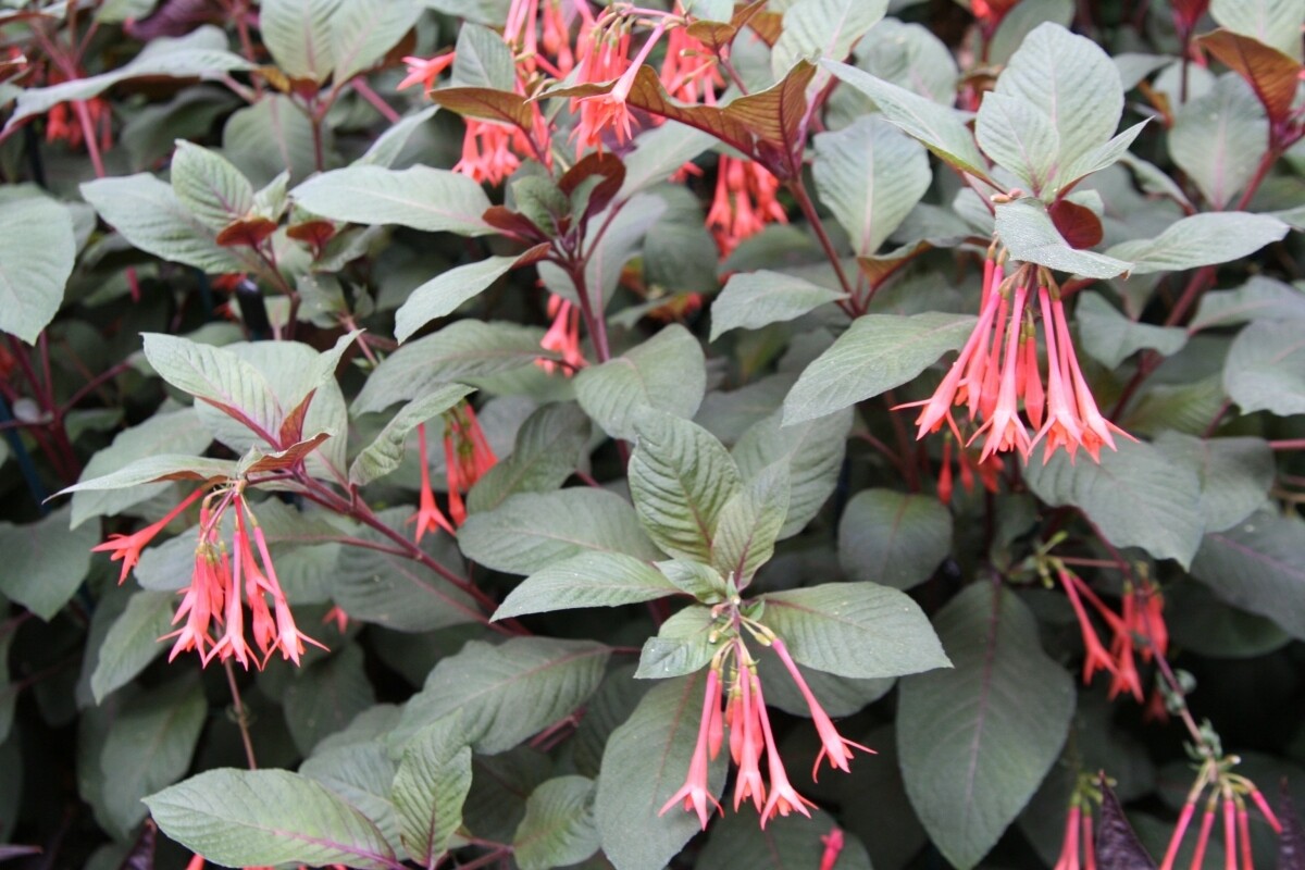 Gartenmeister: Fuchsia