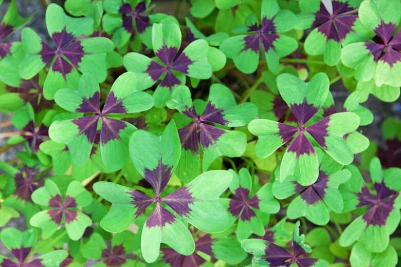 Oxalis Iron Cross