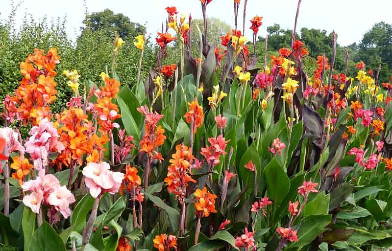Canna Lilies