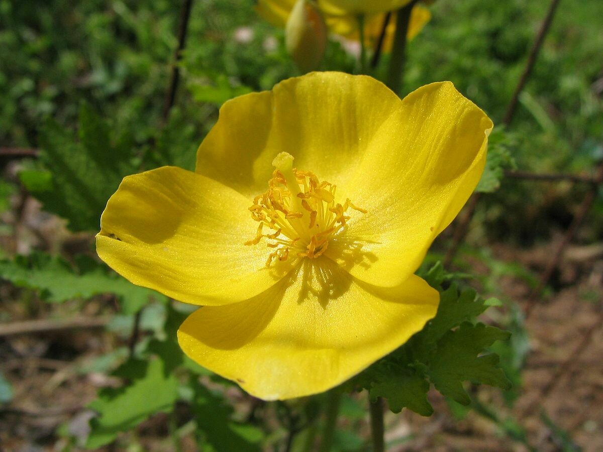 Wood Poppy