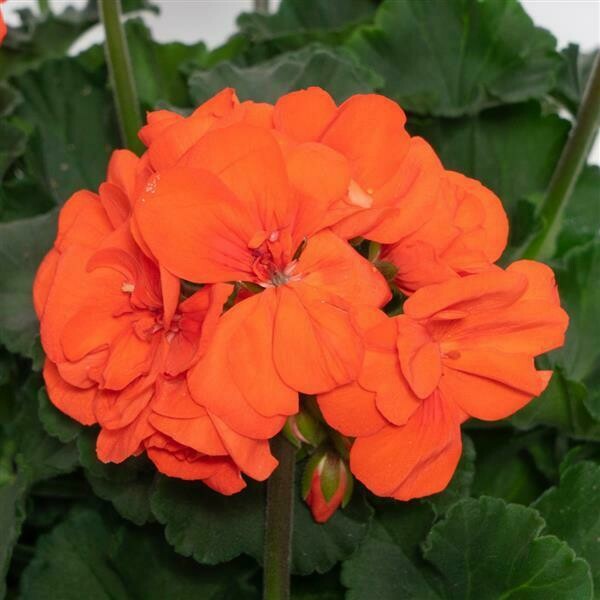 Geranium Moonlight Coral