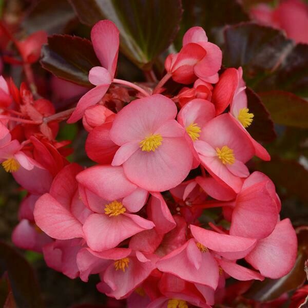 Begonia Whopper Rose (Bronze Leaf)