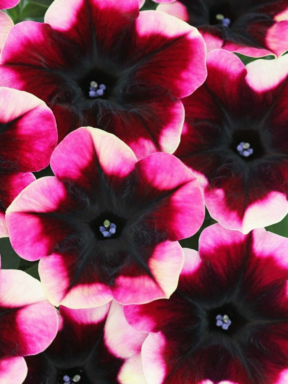 Petunia Crazytunia Blackberry Jam