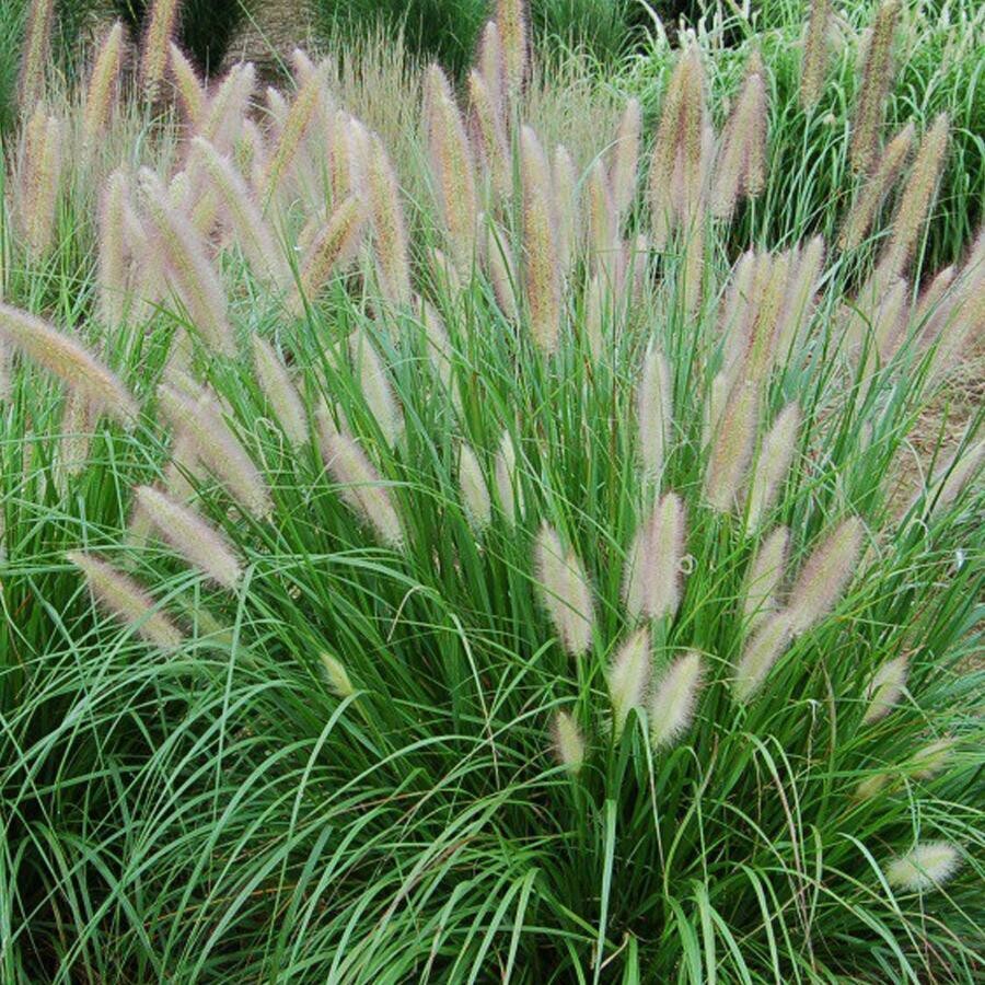 Pennisetum Green Fountain Grass