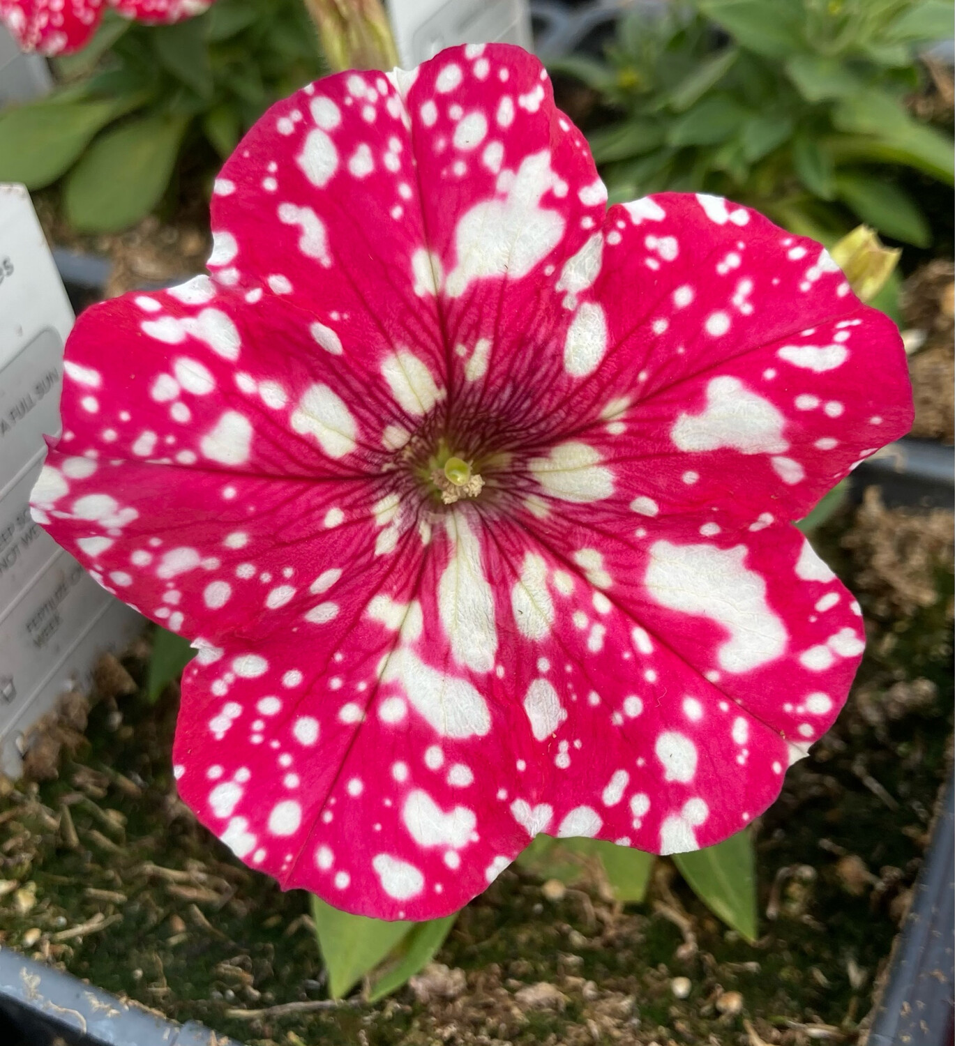 Petunia Surprise Sparkle Red
