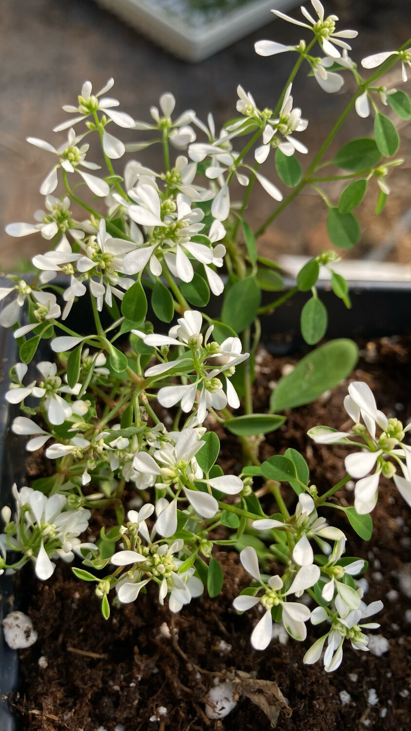Euphorbia: Diamond Snow