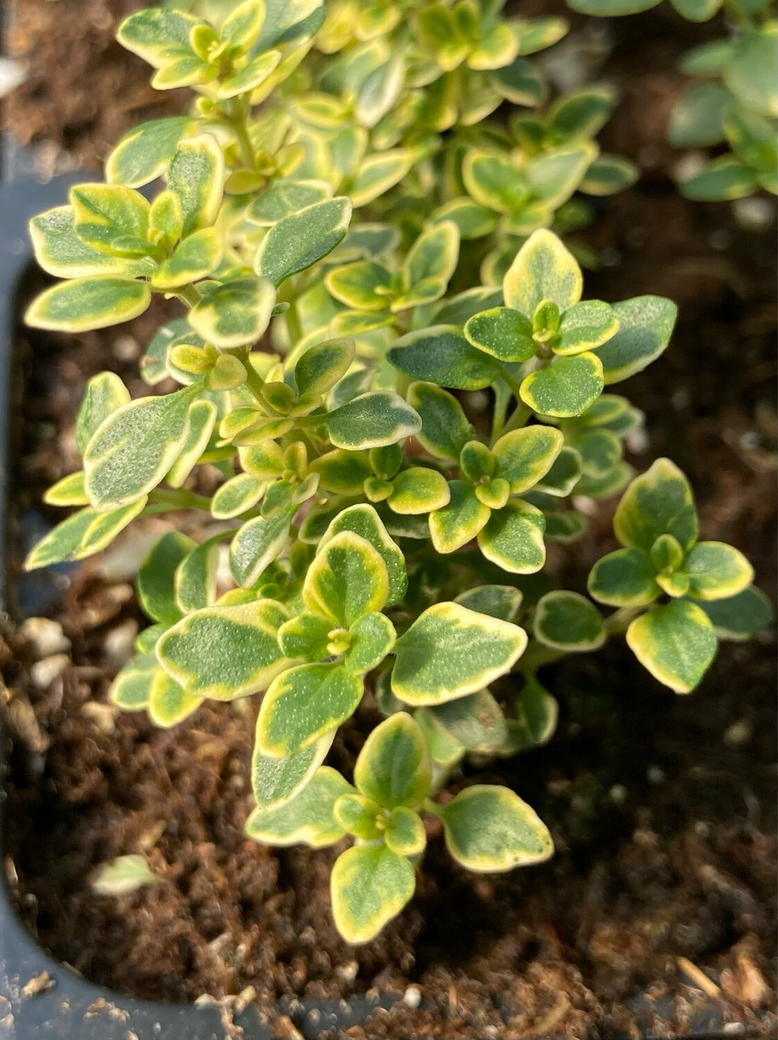Thyme Golden Lemon
