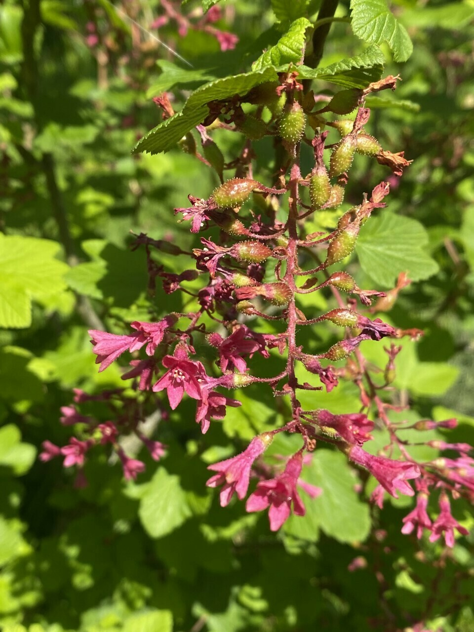 Ribes sanguineum RedFlowering Currant Plantas nativa LLC Store