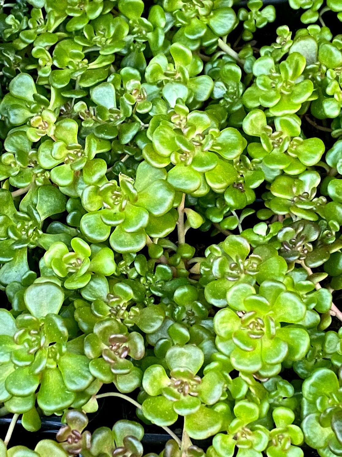 Sedum oreganum - Oregon Stonecrop | Plantas nativa LLC ...