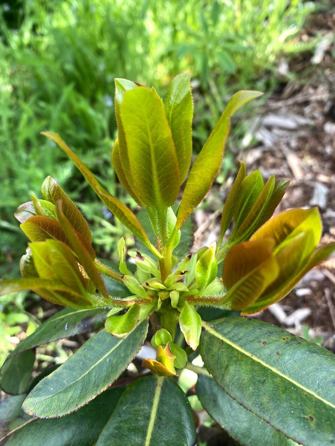 Arbutus menziesii Pacific Madrone Plantas nativa LLC Online Store