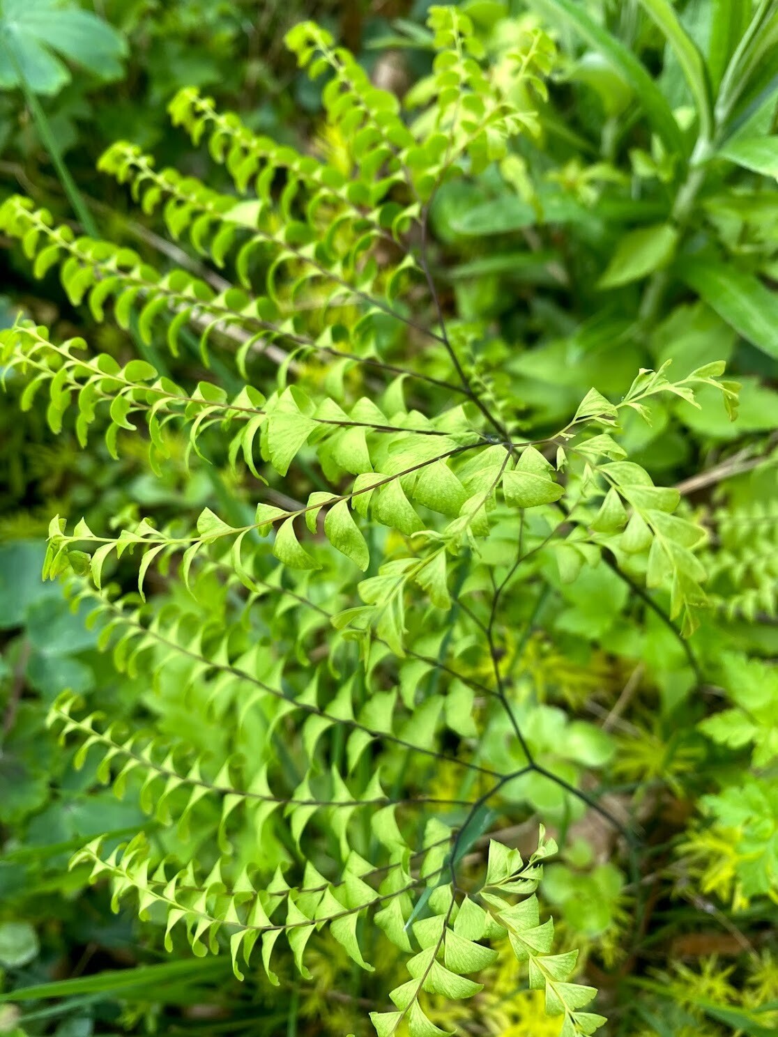 Adiantum pedatum - Maidenhair Fern | Plantas nativa LLC - Online Store