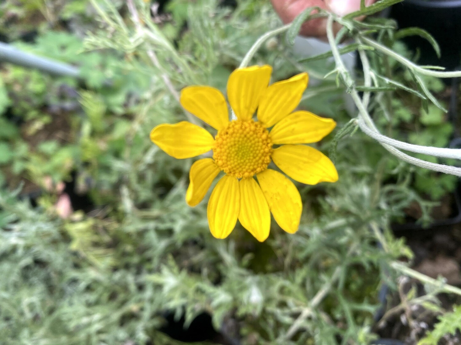 Eriophyllum lanatum Woolly Sunflower Plantas nativa LLC Store