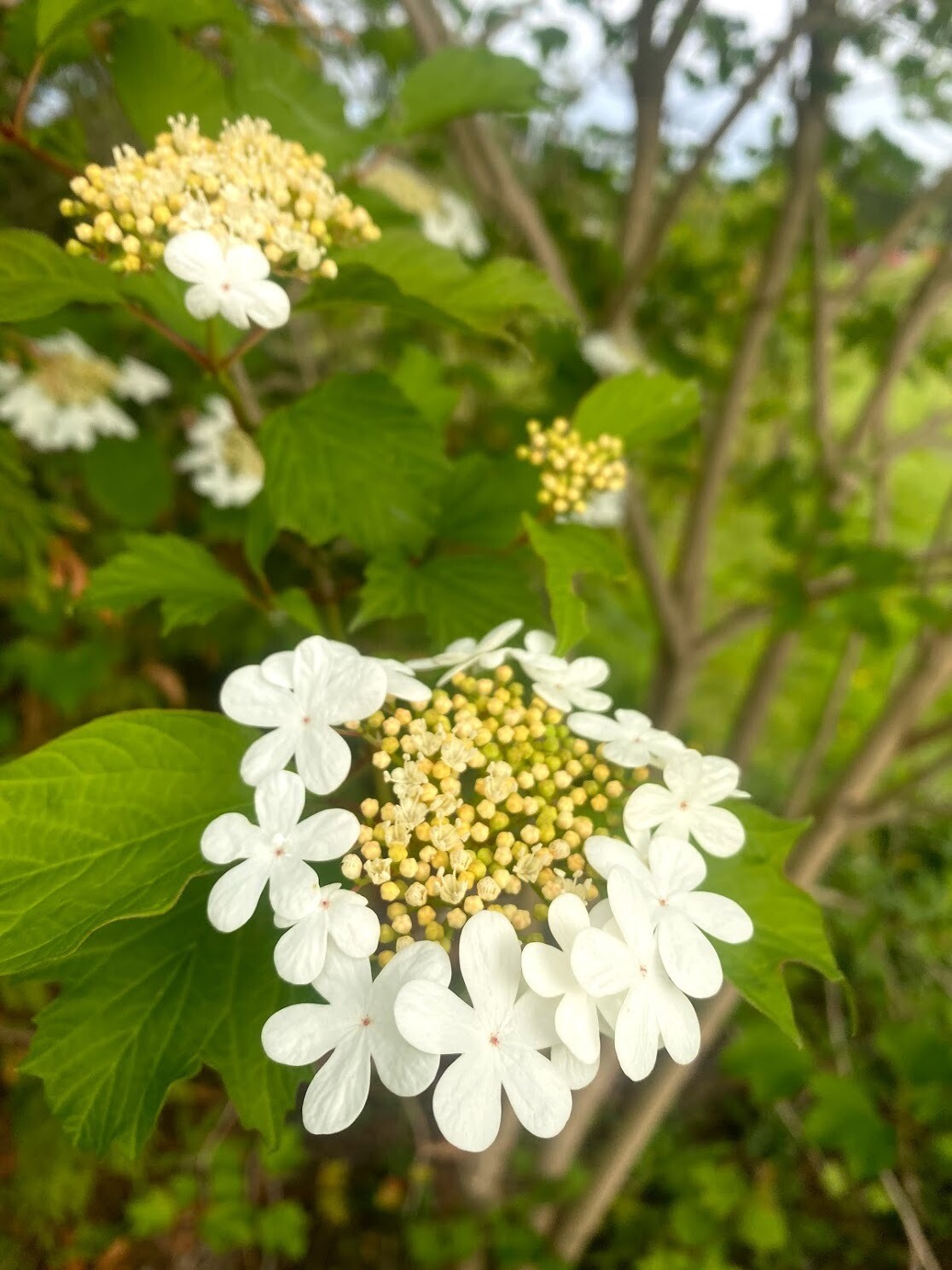 Viburnum opulus var. americanum Highbush Cranberry Plantas nativa
