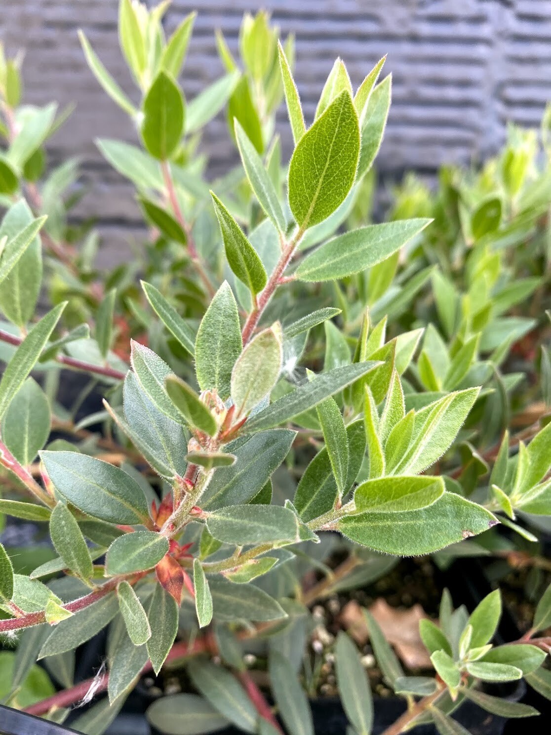 Arctostaphylos columbiana Hairy Manzanita Plantas nativa LLC
