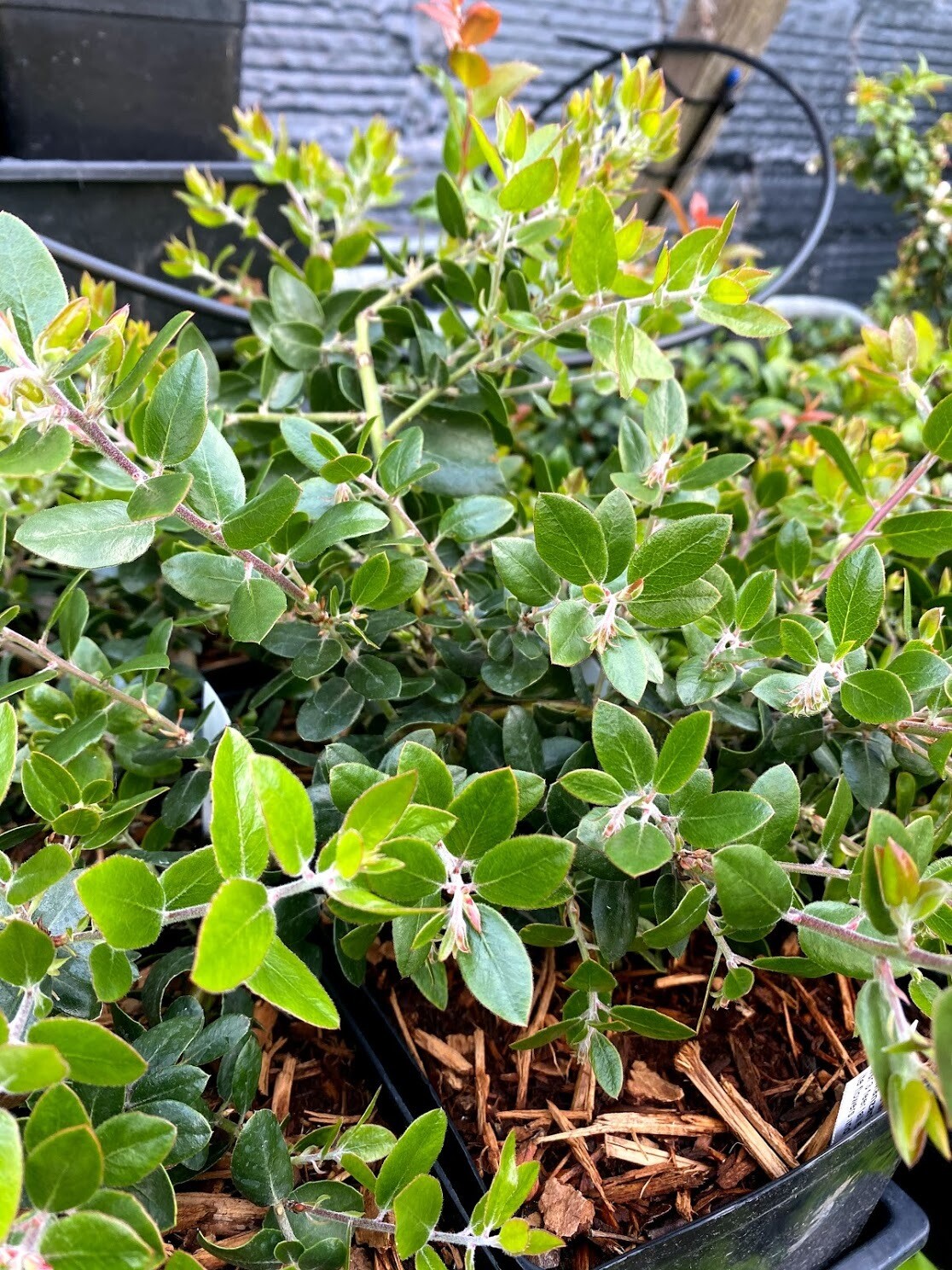 Arctostaphylos sunset Sunset Manzanita Plantas nativa LLC Store