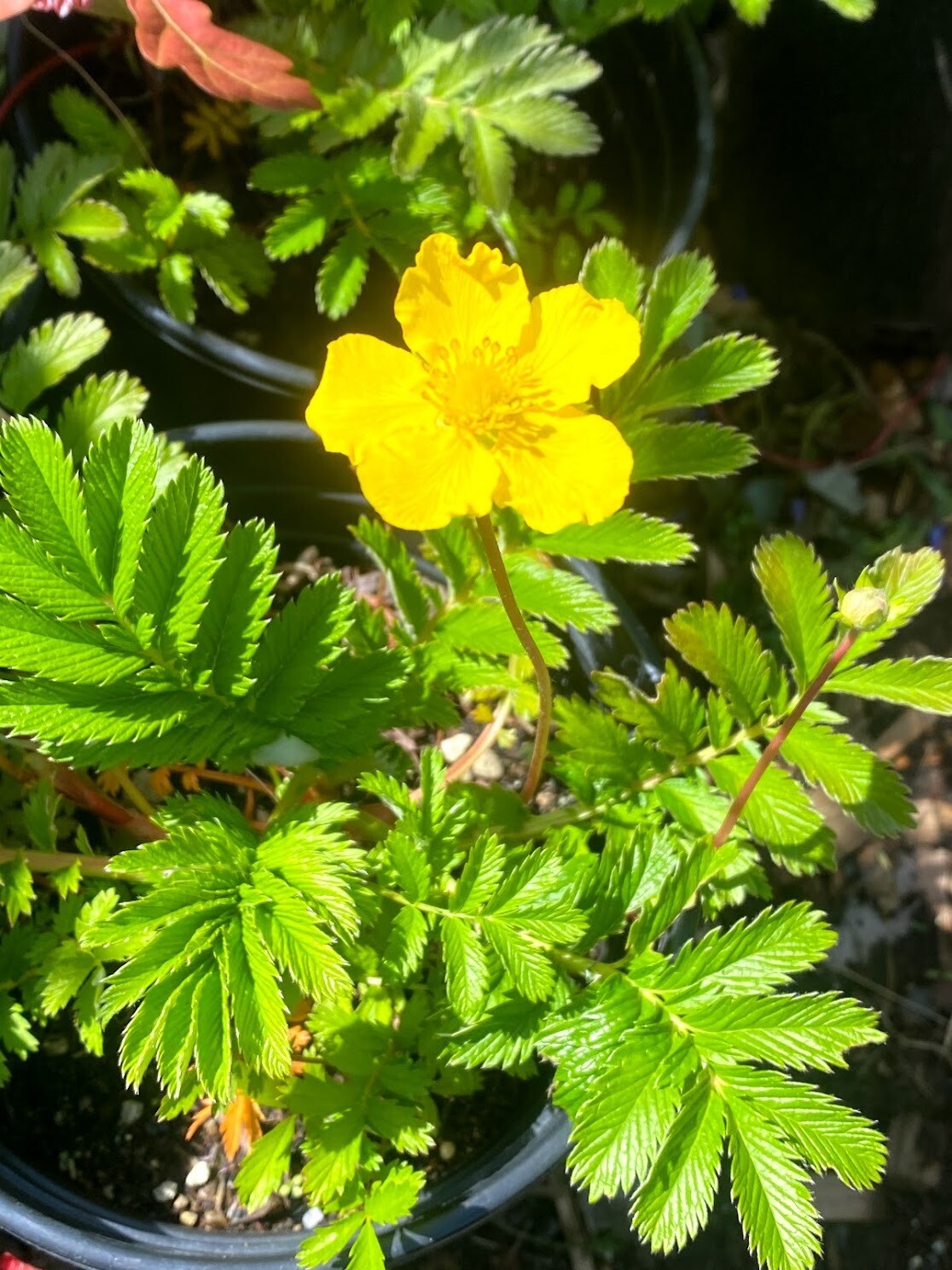 Potentilla anserina (Argentina) - Common Silverweed | Plantas nativa