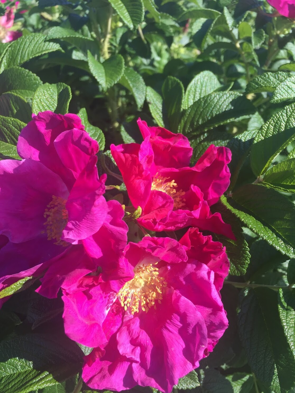 Rosa rugosa Rugosa Rose Plantas nativa LLC Online Store NW