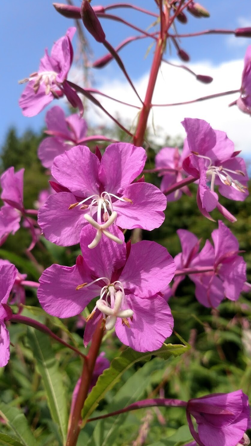 Chamerion angustifolium Fireweed Plantas nativa LLC Store NW