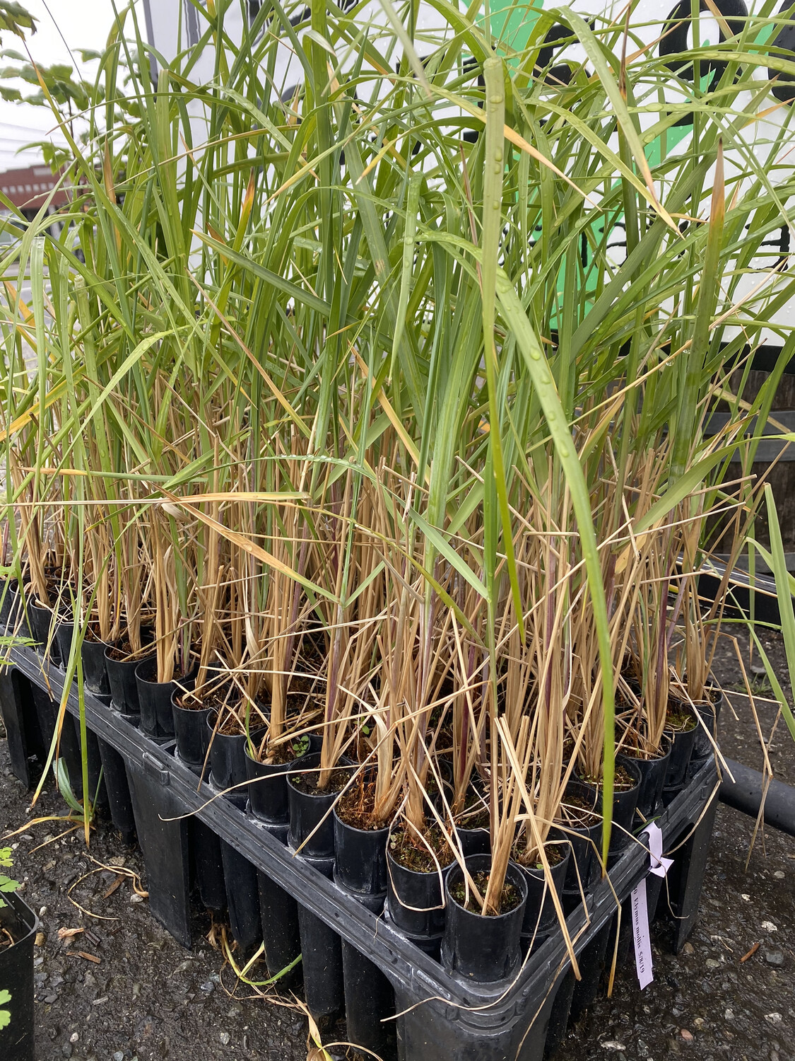 Leymus mollis American Dunegrass Plantas nativa LLC Online Store