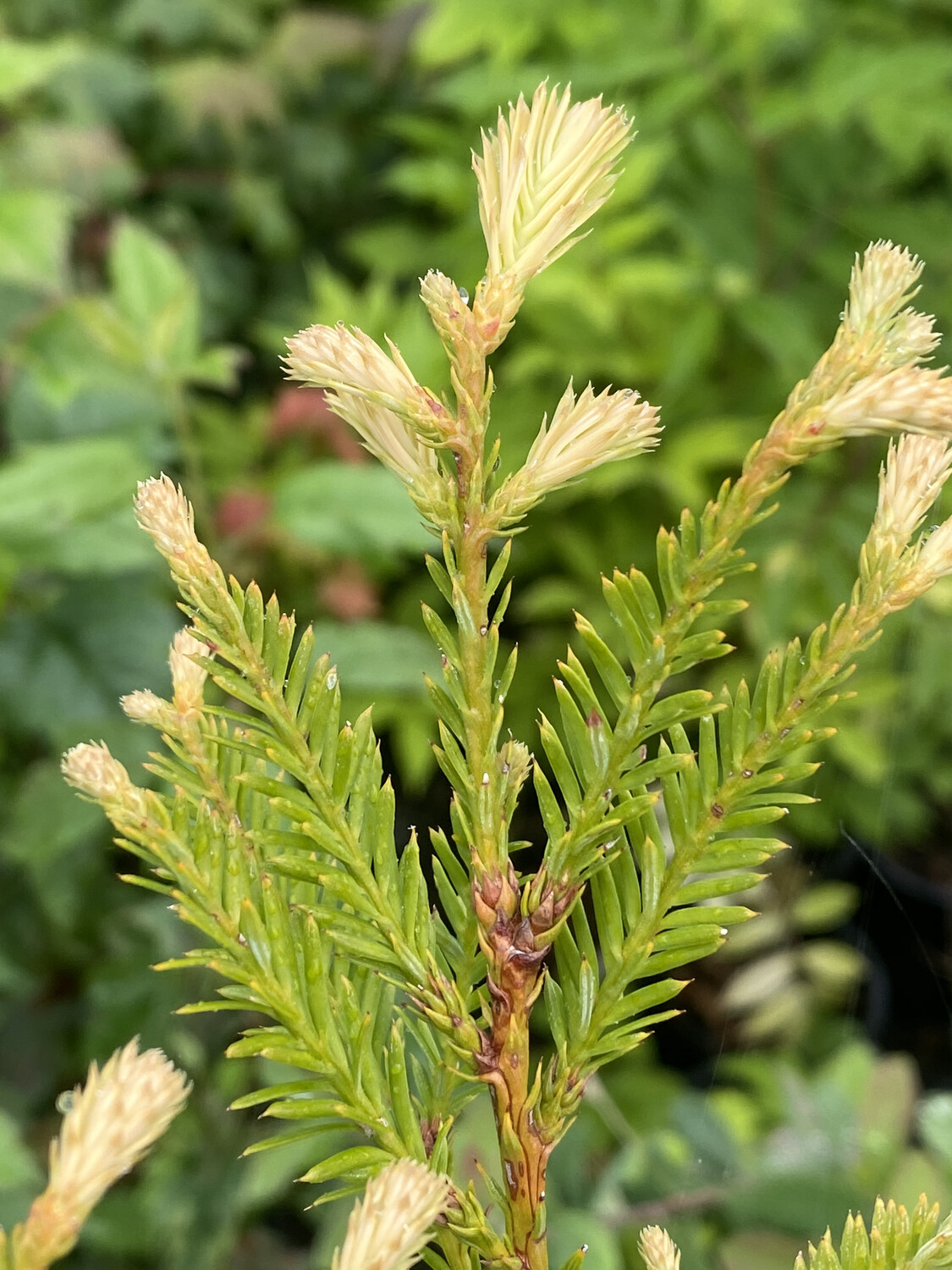 Sequoia sempervirens Coast Redwood Plantas nativa LLC Online