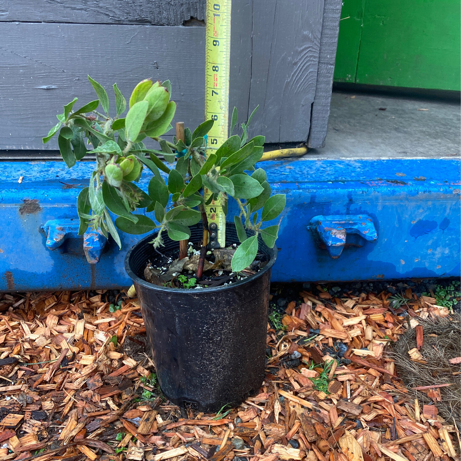 Arctostaphylos columbiana Hairy Manzanita Plantas nativa LLC