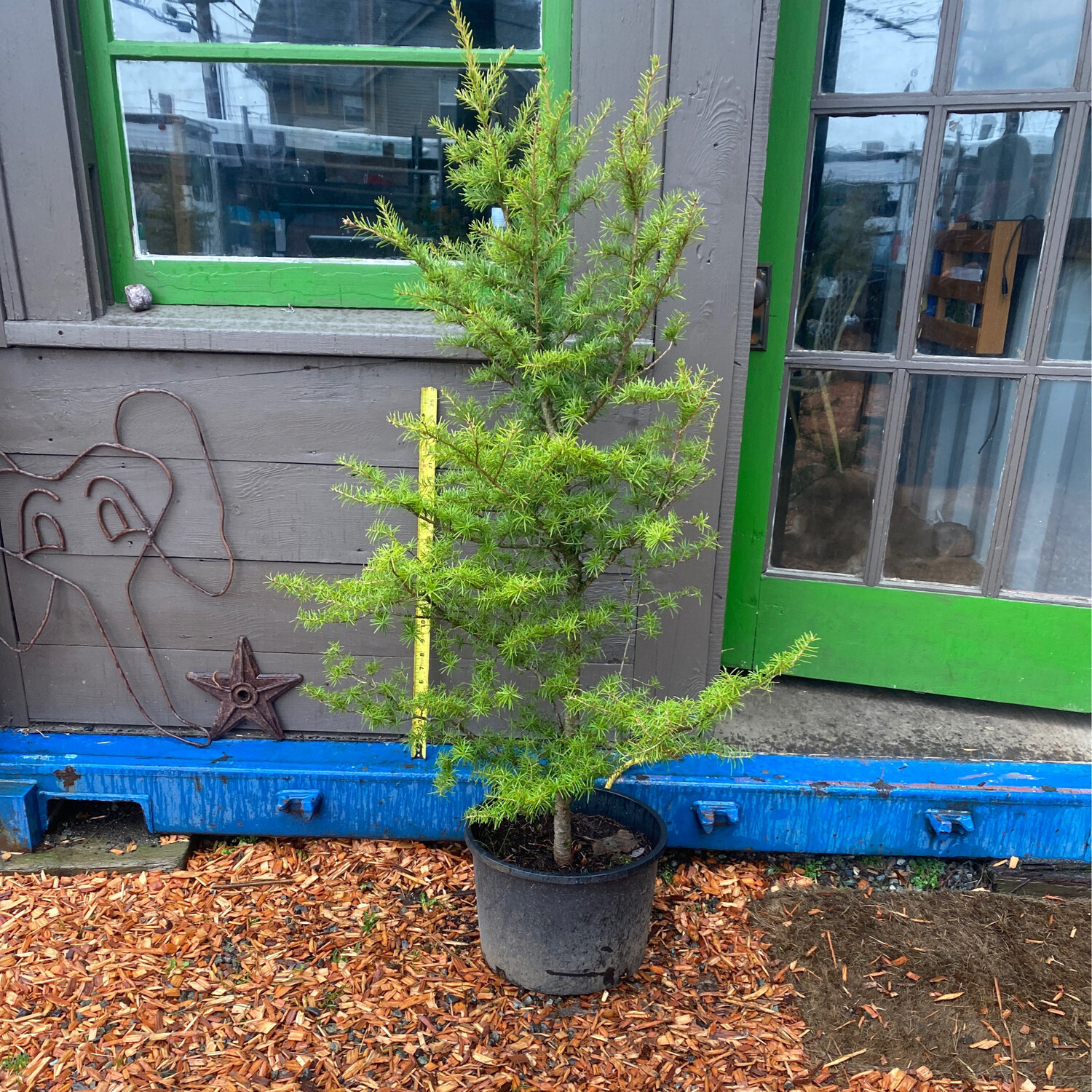 Tsuga mertensiana Mountain Hemlock Plantas nativa LLC Online