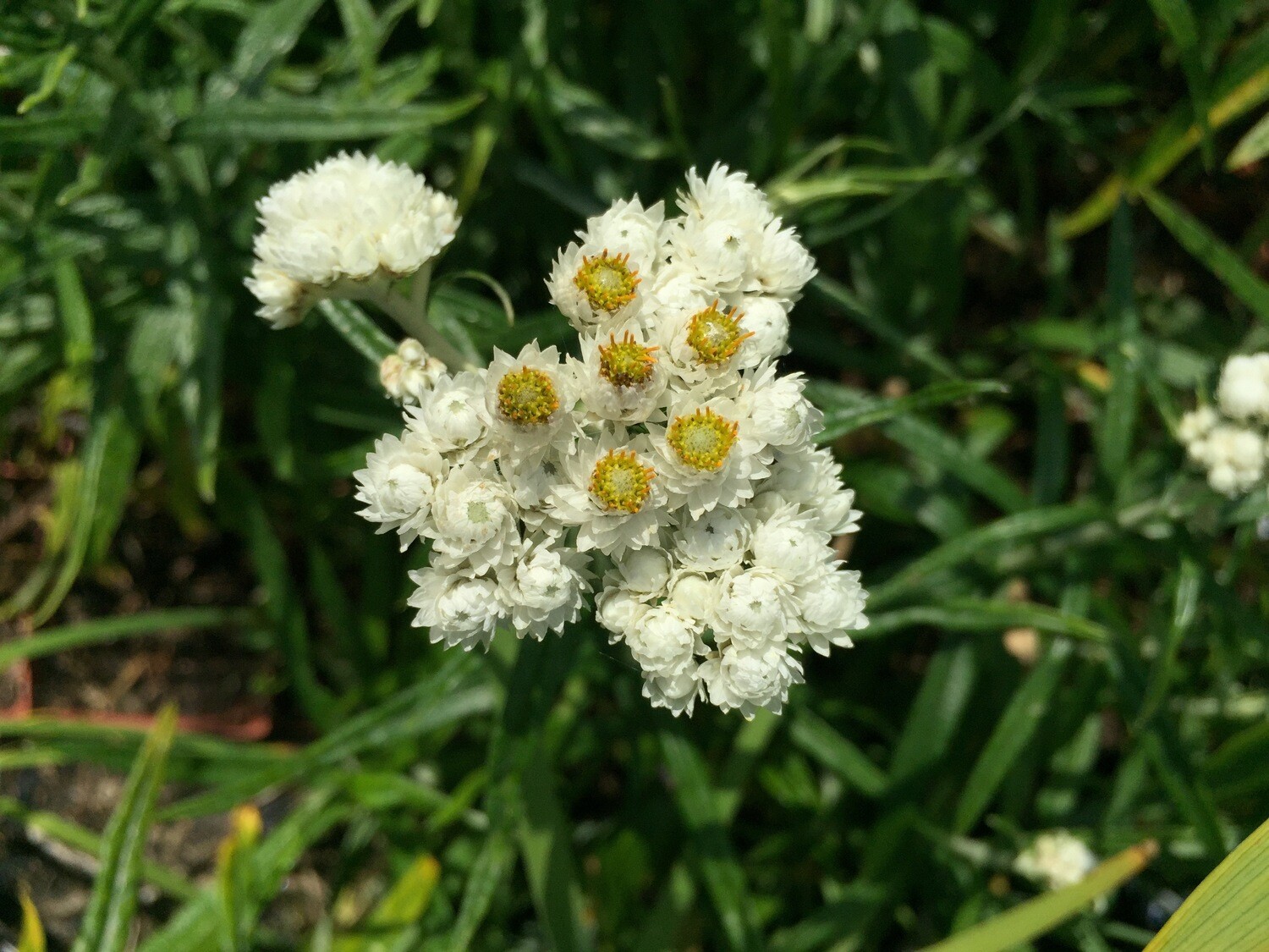 Anaphalis margaritacea Pearly Everlasting Plantas