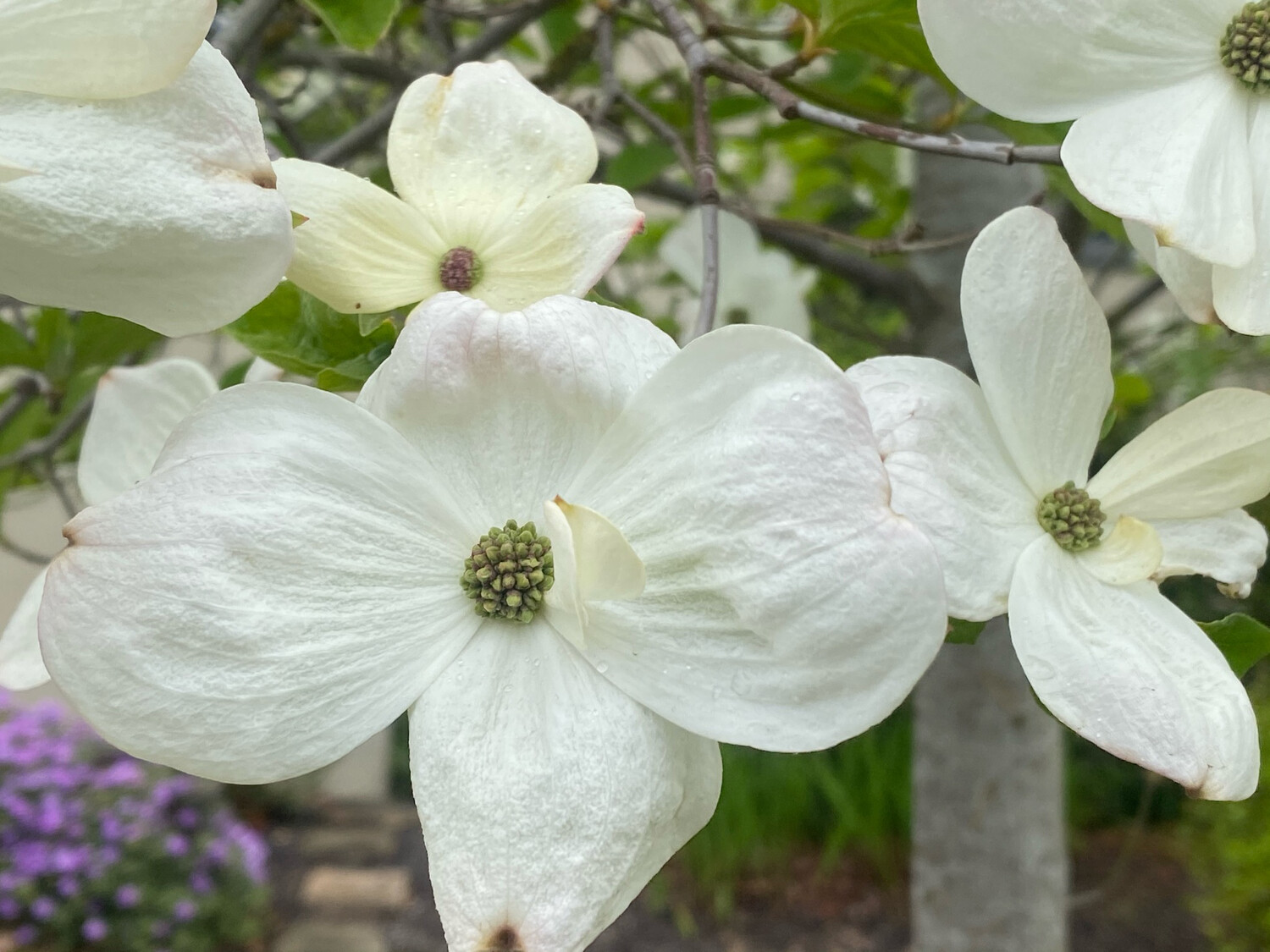 Cornus nuttallii x florida "Eddie's White Wonder" White Wonder