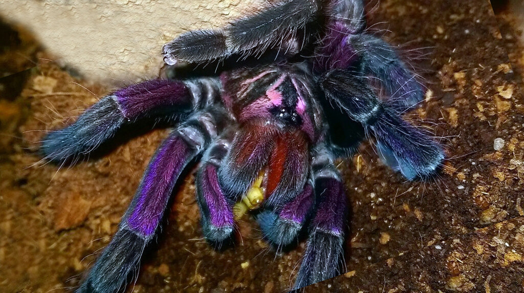 Pamphobeteus sp. Machalla 22.5 cm Tarántula colombiana Purple Bloom