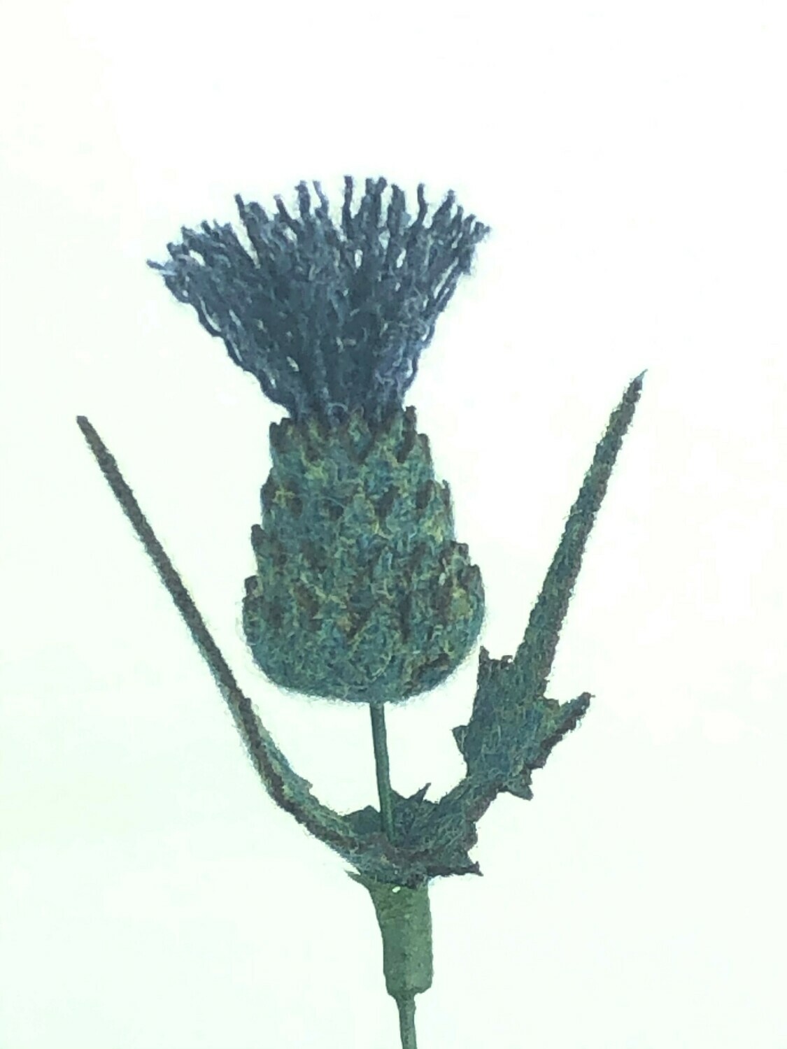 Scottish Thistle (Blue)