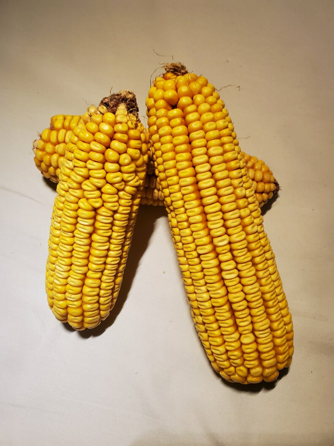 Dried Corn Cob 3 Ears