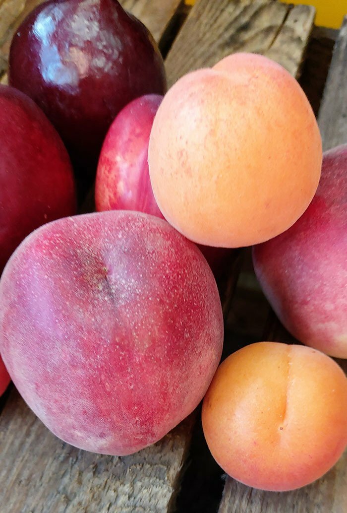 Stone Fruits