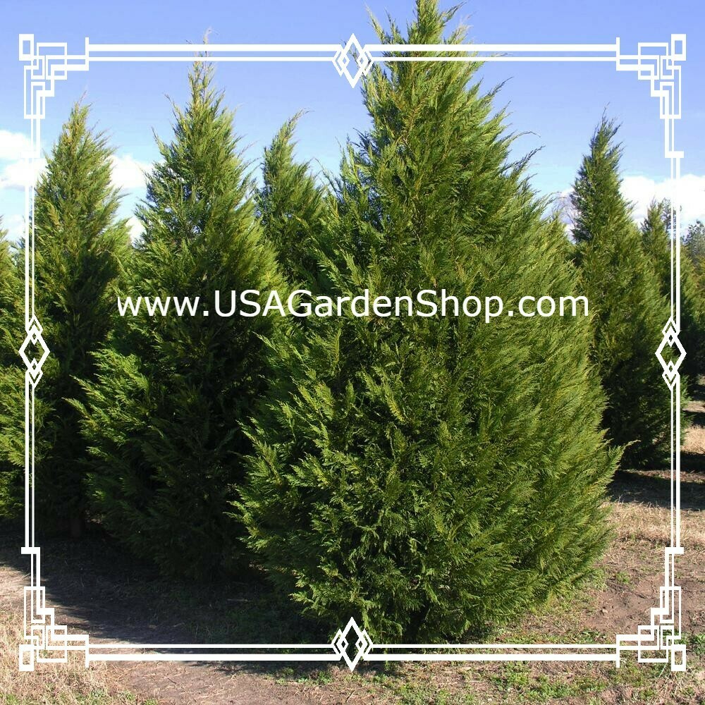 Best fertilizer for Leyland cypress trees