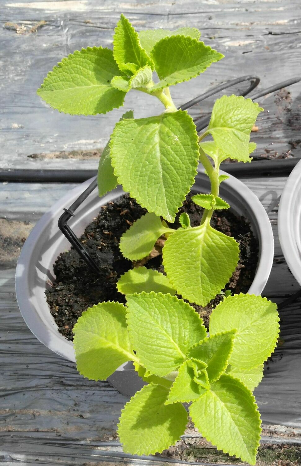 Mexican mint (Húng chanh) Live Plant