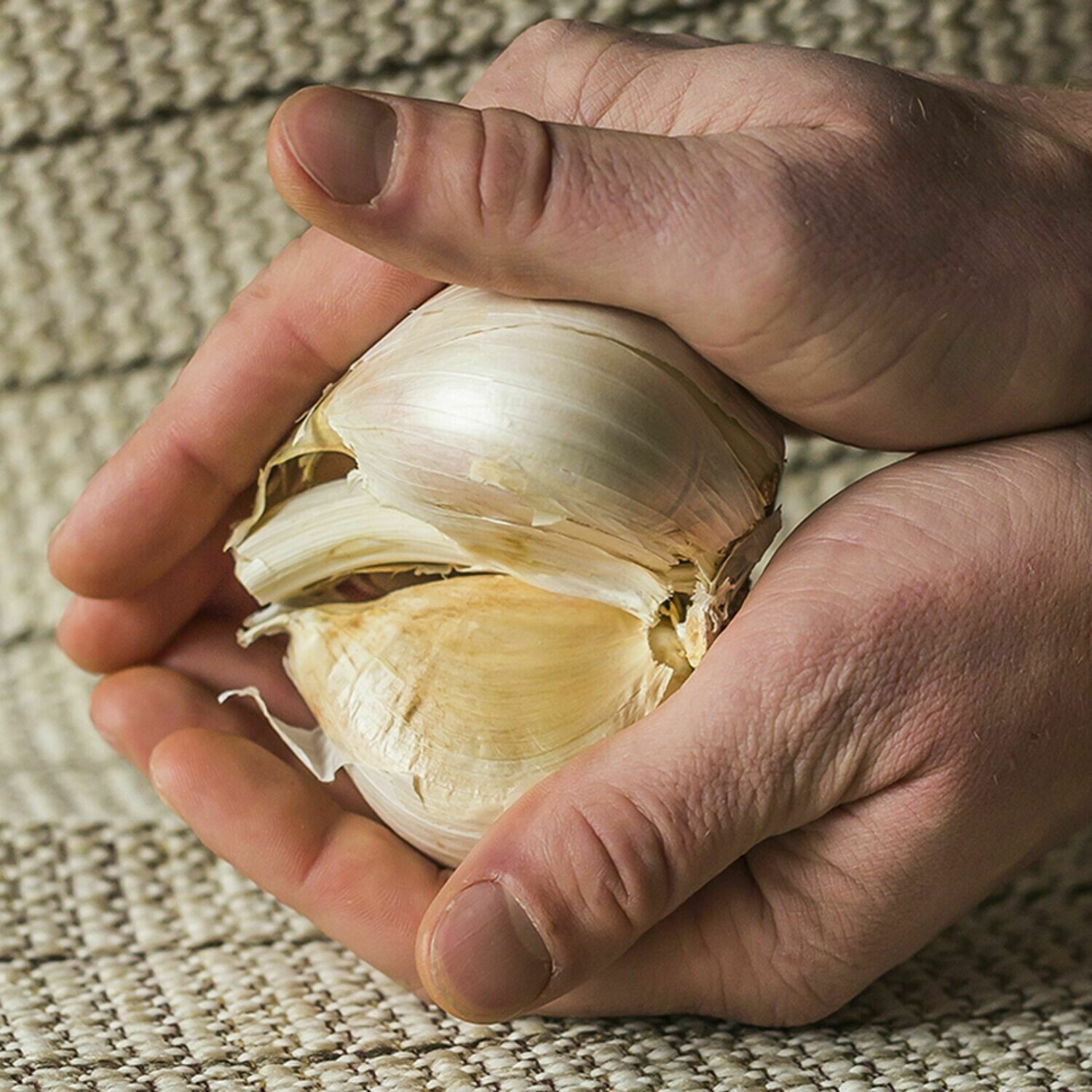 GARLIC Corms Elephant Garlic Seeds Ajo Elefante New Harvest