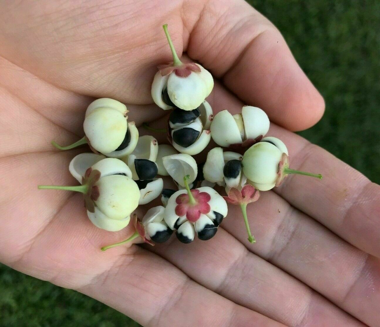 Sauropus androgynus katuk, star gooseberry, or sweet leaf