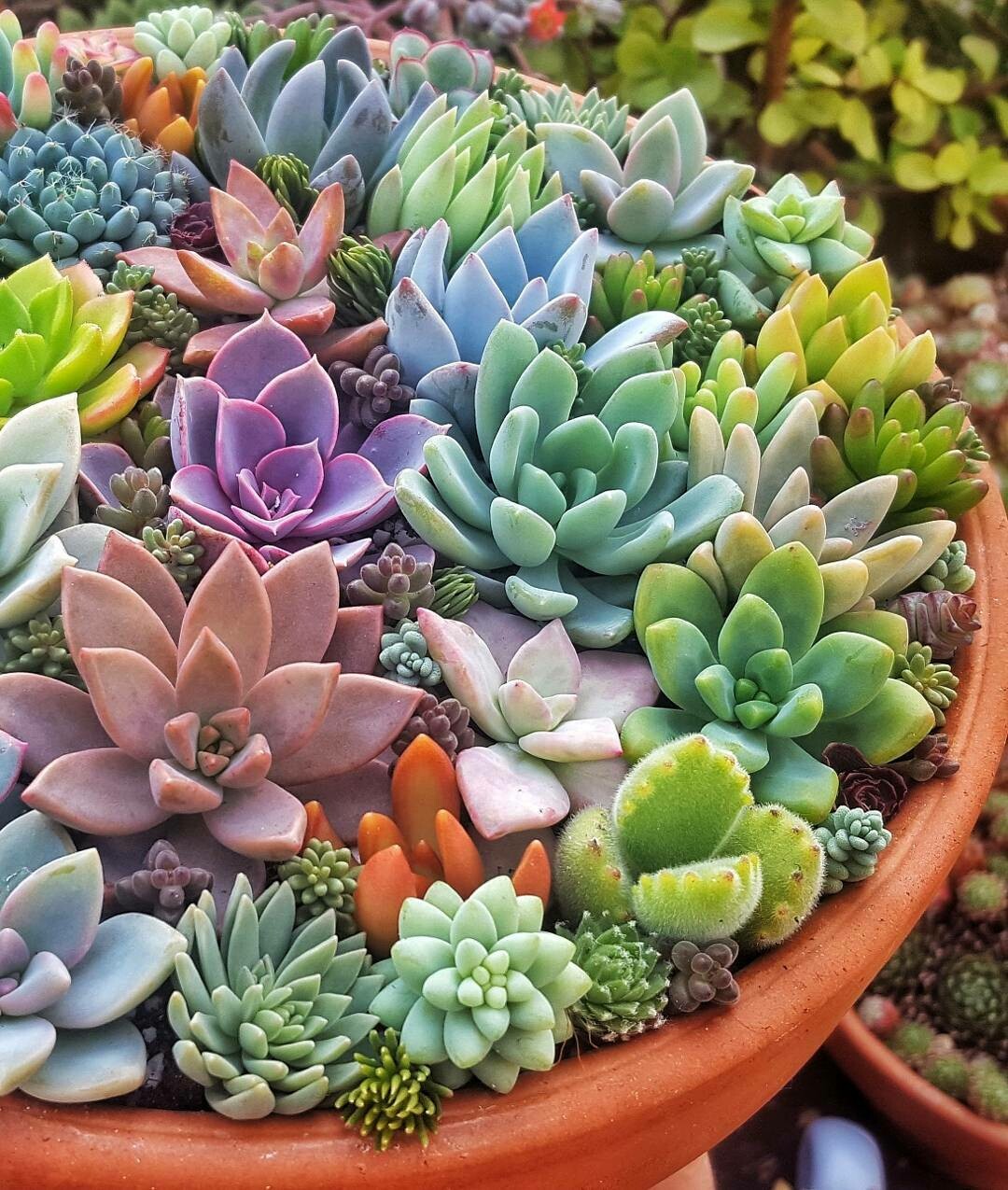 Buy Succulents Seeds And Succulents Plants Online Kennesaw