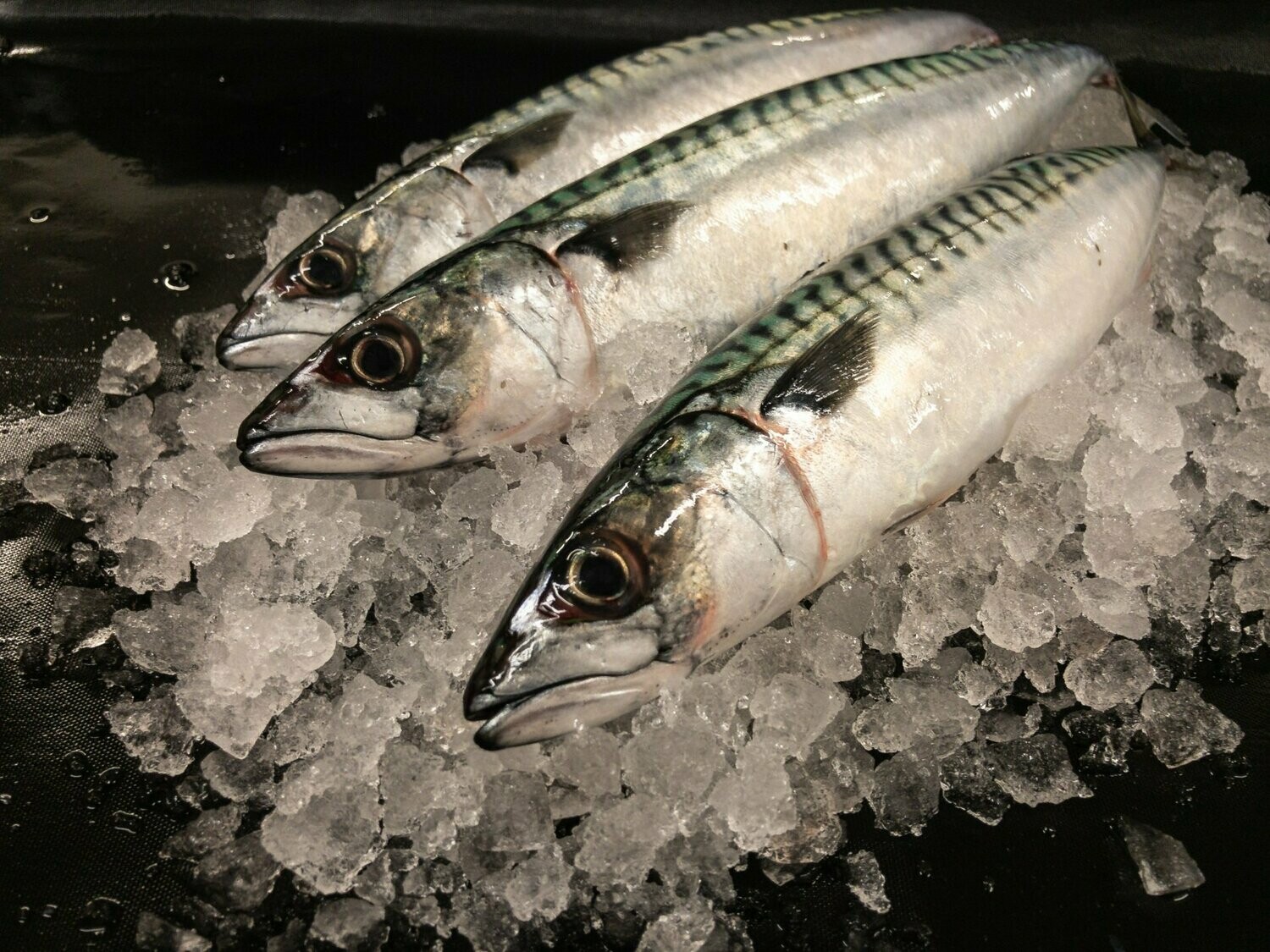 Scottish Mackerel 500g