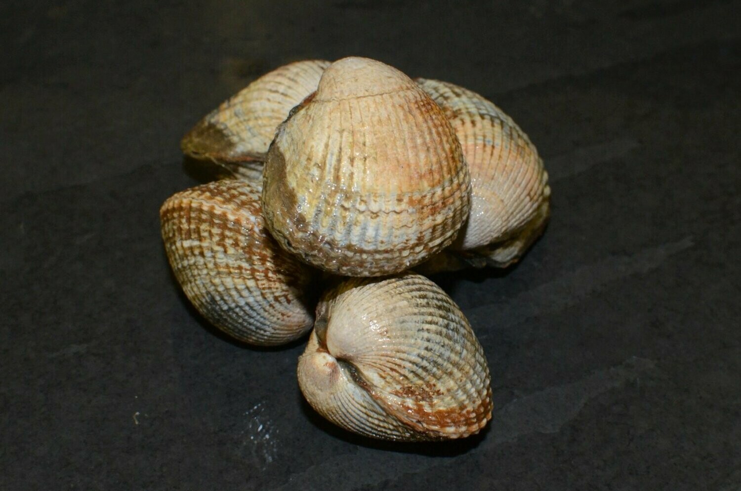 Cockles Live 1kg