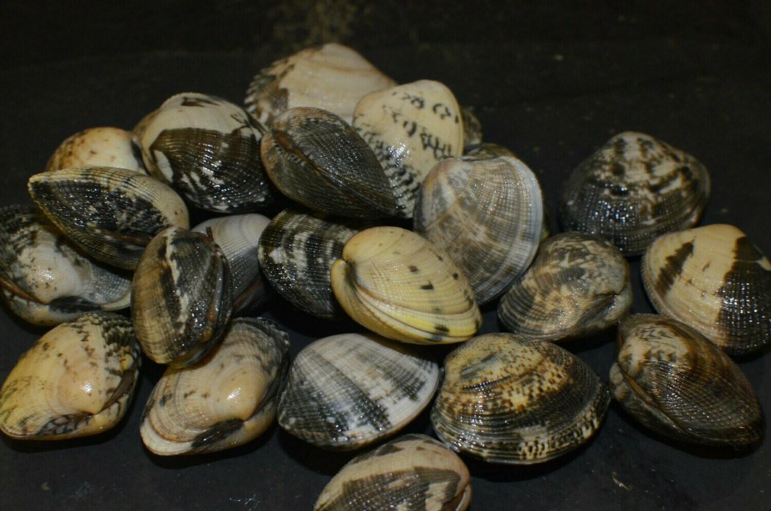 Live Clams 1kg