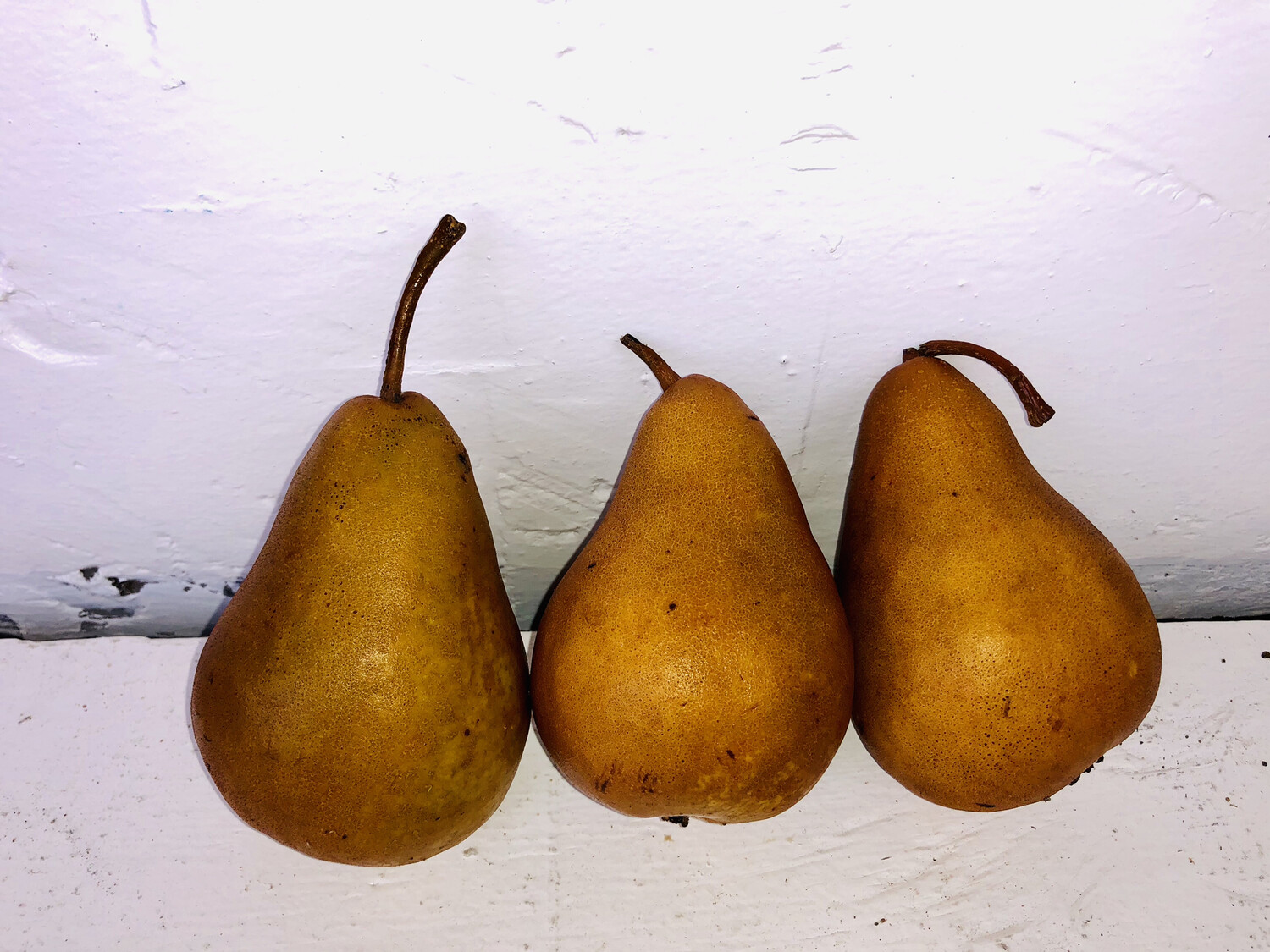 Pear Bosc
