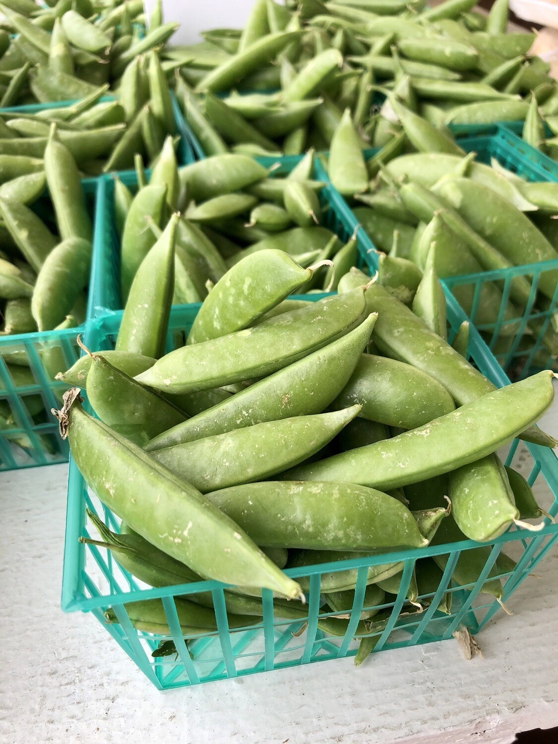 Snow Pea